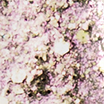 RASPBERRY GINGER SOBERT